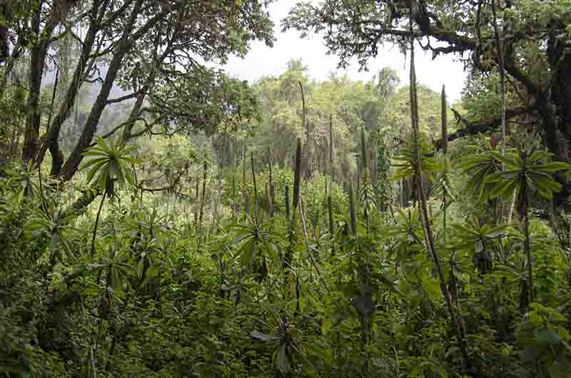 50 - Ruanda - parque nacional de los volcanes - selva de Virunga - paisaje
